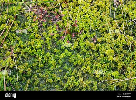 Torfmoos Sphagnum Hi Res Stock Photography And Images Alamy