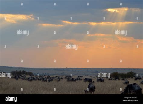 Gnu herd hi-res stock photography and images - Alamy