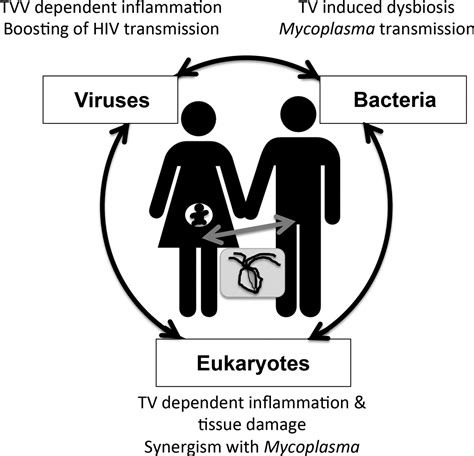 Trichomonas Vaginalis Virulence Factors An Integrative Overview Sexually Transmitted Infections