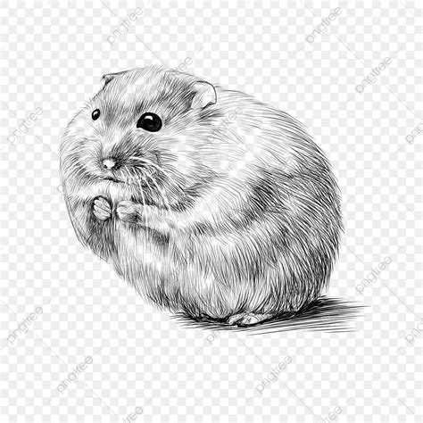 Hand Drawn Sketch PNG Transparent, Hand Drawn Realistic Pen Sketch Hamster, Hand Draw, Pen ...