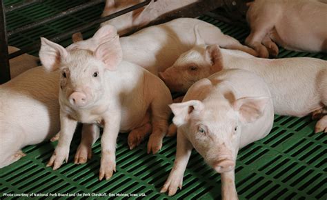 Breaking Down The SDRS What It Means To The Swine Producer Swine Vet