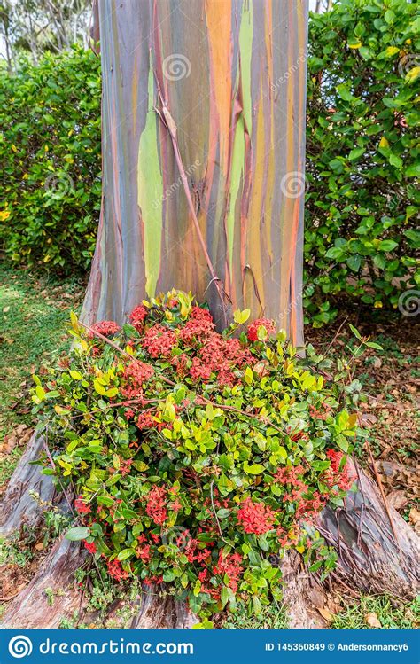 Flores Vermelhas Na Base Da Rvore De Eucalipto Do Arco Ris Em Oahu