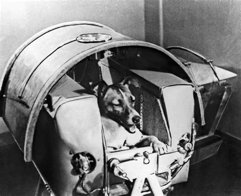 Laika the Dog: the First Animal in Outer Space