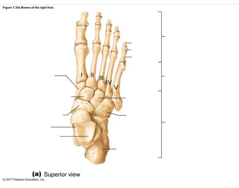 Ankle Bones Quiz