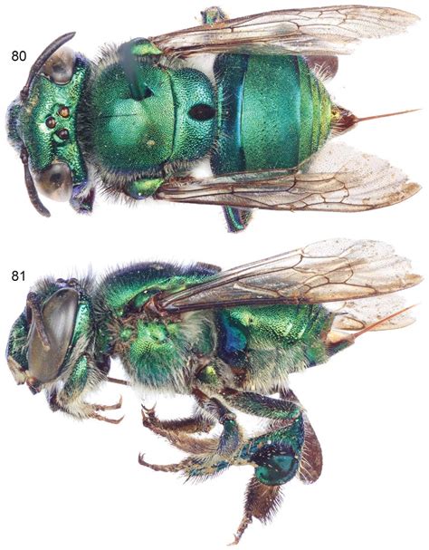 Euglossa (Euglossella) cetera, new species, female holotype. 80. Dorsal... | Download Scientific ...