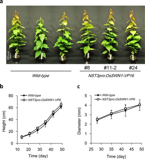 Growth Of Transgenic Nst3proosswn1 Vp16 Poplar A Entire Appearance