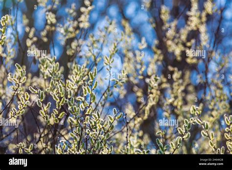 Pussy Willow Branches With Catkins Soft Fluffy Spring Buds In Sunlight