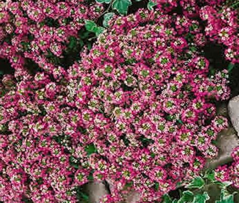 Alyssum Rosie O’Day Seeds - Lobularia Maritima