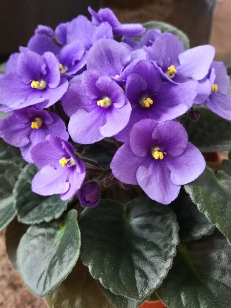 Vibrant Purple Flowers Blooming