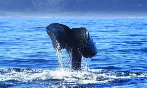 Se viene el primer festival medioambiental del Archipiélago de Chiloé