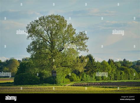 Grand Arbre De Peuplier Faux Tremble Populus Tremula Et Terres