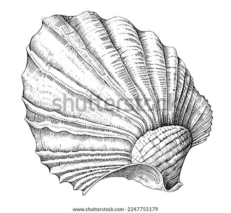 Scallop Shell Sketch Hand Drawn Engraving Stock Vector Royalty Free