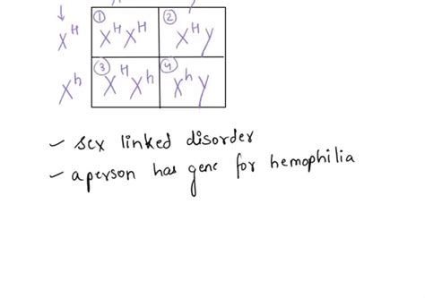 SOLVED:Draw a Punnett Square for a hemophilia (sex-linked) in which the mother iS a carrier, ano ...