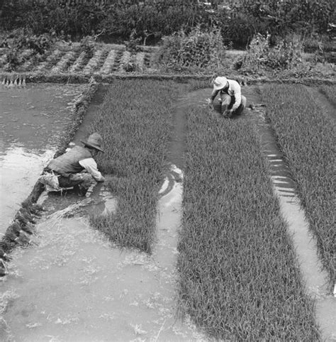 rice planting  flooded paddies  stock photo freeimages