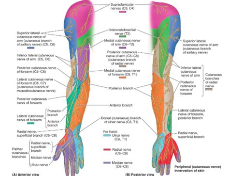 Lecture 9 Arm Elbow And Cubital Fossa Flashcards Quizlet