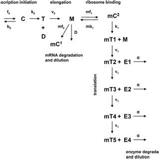 Model of operon expression. Reaction scheme for modelling gene ...