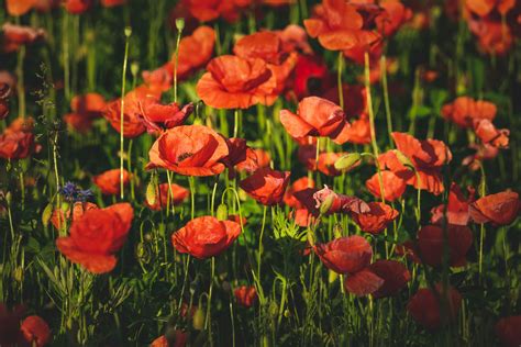 Meadow with Red and Blue Wildflowers · Free Stock Photo