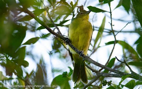 Greenbul Yellow Bellied Chlorocichla Flaviventris Adult Zimbabwe