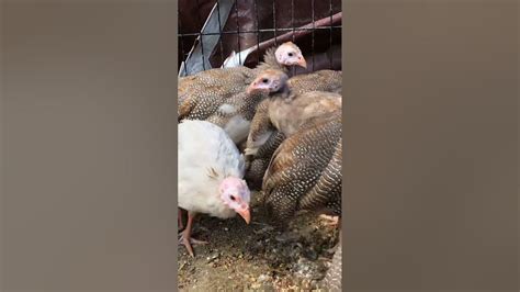 Cutest Guinea Fowl Keets Red Eyed Silver Red Eyed Cinnamon Chocolate And Pied Lavender Youtube