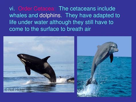 subphylum vertebrates