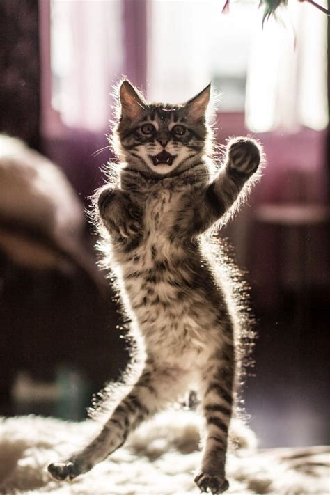 30 Of The Funniest Dancing Cat Pics Bored Panda