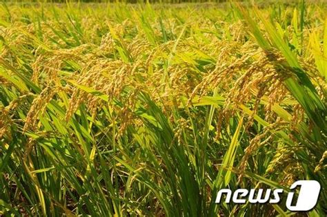 정부 저가쌀 바닥···쌀가공업체 죽을판 네이트 뉴스