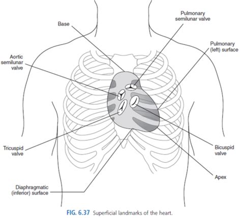 Chapter 6 Bony Thorax Heart Flashcards Quizlet