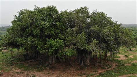 The Mighty Banyan Tree Nature Connection Youtube