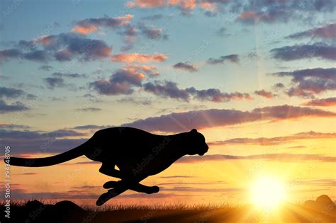 Running cheetah silhouette Stock Photo | Adobe Stock