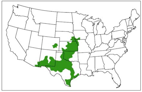 3 Types Of Rattlesnakes In Colorado ID Guide Bird Watching HQ