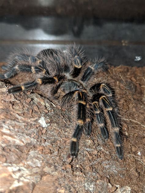 Klendathus Shiny New Exoskeleton 3 Years Old Rtarantulas