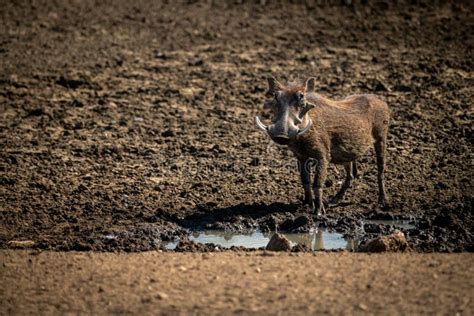 Common Warthog Stands Near Muddy Rocky Waterhole Stock Photo Image Of