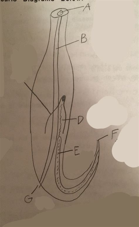 Ascaris Male Diagram Quizlet