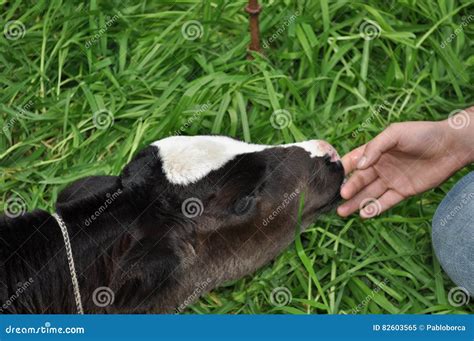 Young Man Feeding Holstein Calf Stock Image - Image of cute, natural ...