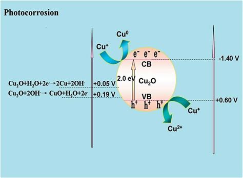 The Redox Potentials Of The Photocorrosion Reaction Of Cu 2 O With