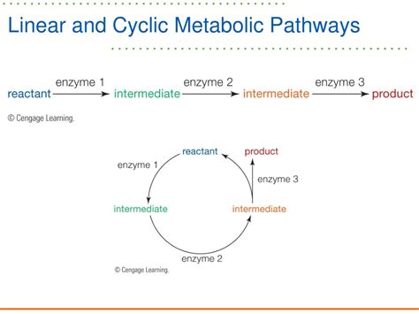 Ppt Chapter 4 Energy And Metabolism Powerpoint Presentation Free