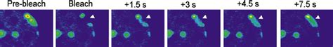 Frap Of Hp Gfp Reveals A Dynamic Association With Heterochromatin A