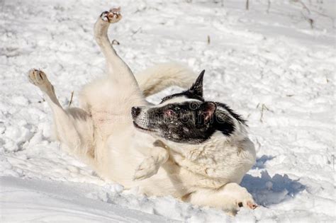 A White Dog With A Black Coat On Its Muzzle Rolls On Its Back In The