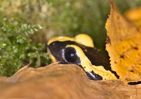 Salamandre Tachet E Salamandra Salamandra Halvard Flickr