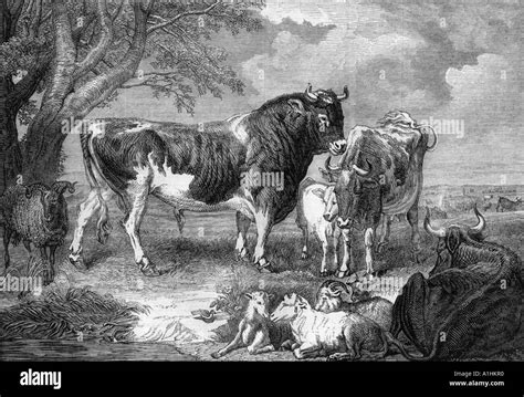 Cattle Piece Engraving James Ward Hi Res Stock Photography And Images