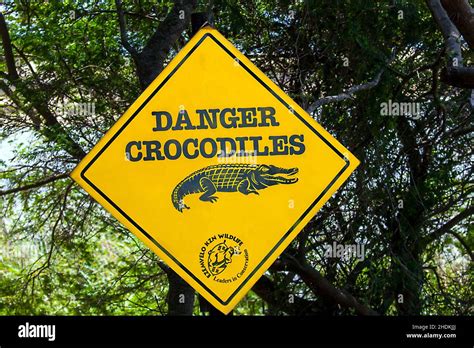 Caution Crocodile Cautions Alligator Alligators Crocodiles Stock