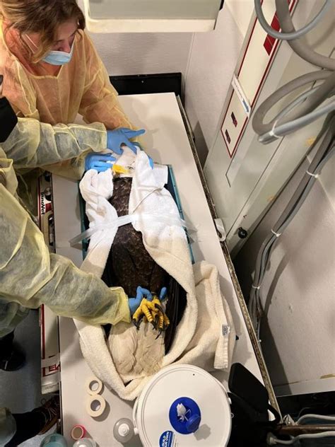 Bald Eagle Rescued After Eating Rat Poison In Massachusetts