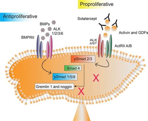 Full Article Emerging Biologics For The Treatment Of Pulmonary