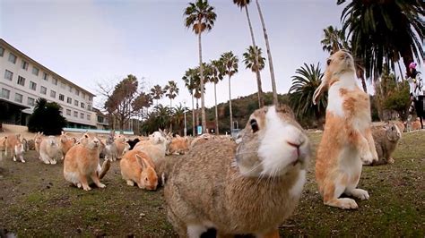 Bbc Two Nature S Weirdest Events Series Episode Okunoshima