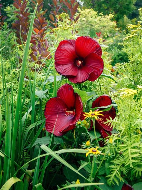 How to Grow Hardy Hibiscus—Even in Cold Climates – Garden Betty