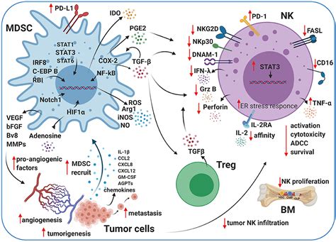 Frontiers Natural Killer Cell Interactions With Myeloid Derived Suppressor Cells In The Tumor