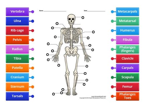 Skeletal Diagram - Labelled diagram