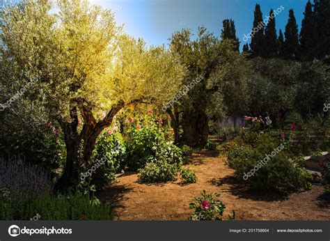 Garden Of Gethsemane Images | Fasci Garden