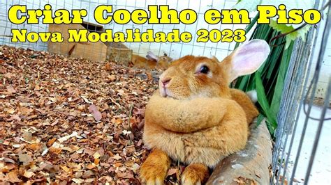 Criar Coelhos Em Piso Ser Uma Nova Febre Em Youtube