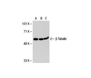 Anti β Tubulin Antibody 3F3 G2 SCBT Santa Cruz Biotechnology